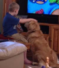Junge streichelt Hund vor dem TV