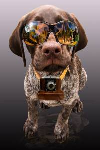 Hund mit Sonnenbrille und Kamera